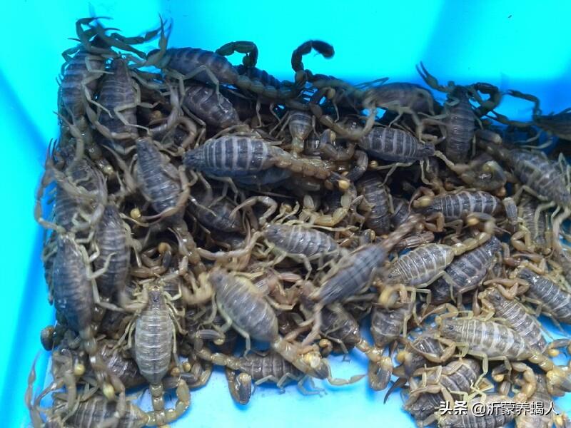 蝎子养殖市场前景如何（养殖蝎子的成本和利润）(1)