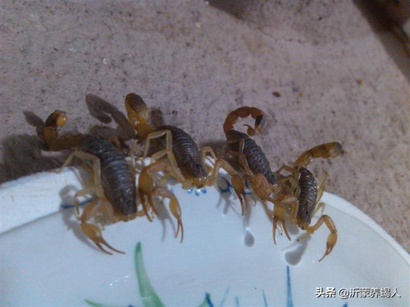 蝎子养殖市场前景如何（养殖蝎子的成本和利润）(2)