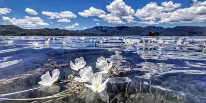 水性杨花啥意思（泸沽湖的海菜花为什么叫水性杨花）(2)