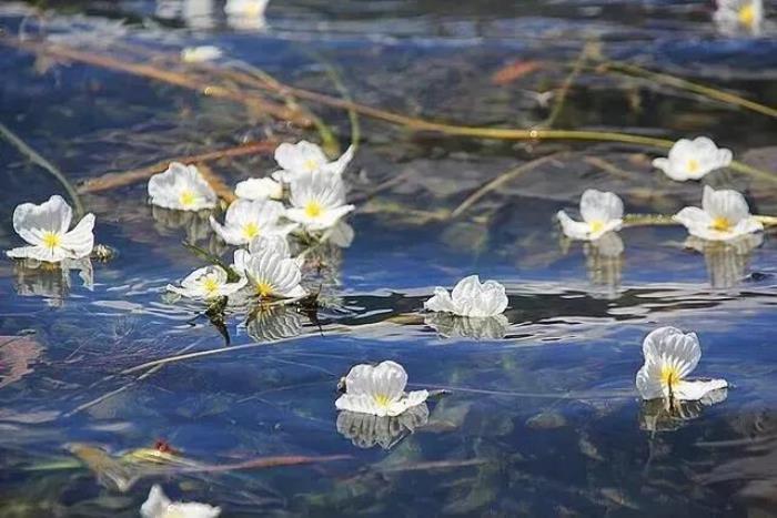 水性杨花啥意思（泸沽湖的海菜花为什么叫水性杨花）(4)