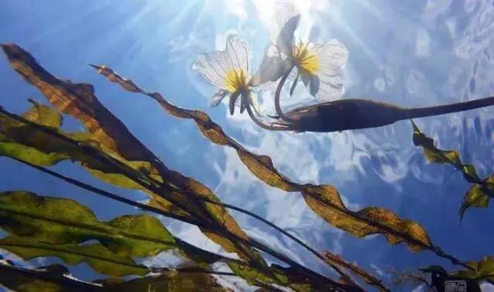 水性杨花啥意思（泸沽湖的海菜花为什么叫水性杨花）(8)