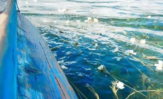 水性杨花啥意思（泸沽湖的海菜花为什么叫水性杨花）(9)